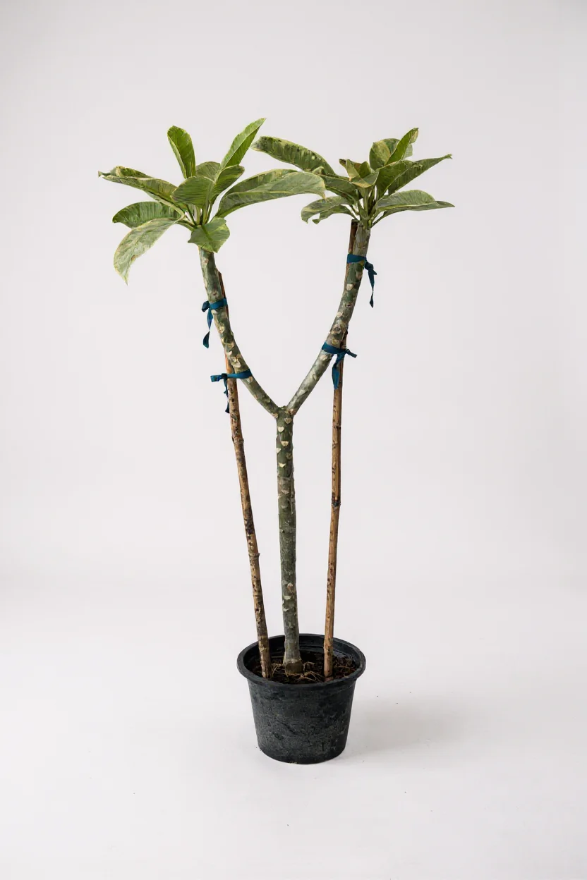 Frangipani - Image 6
