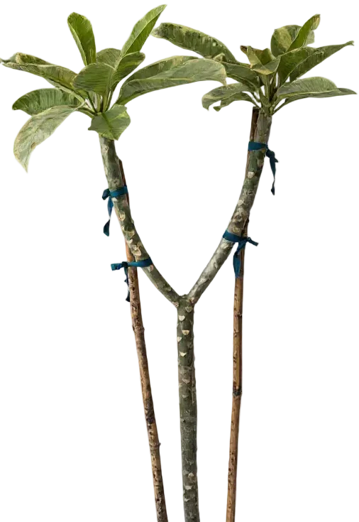 Frangipani - Image 7