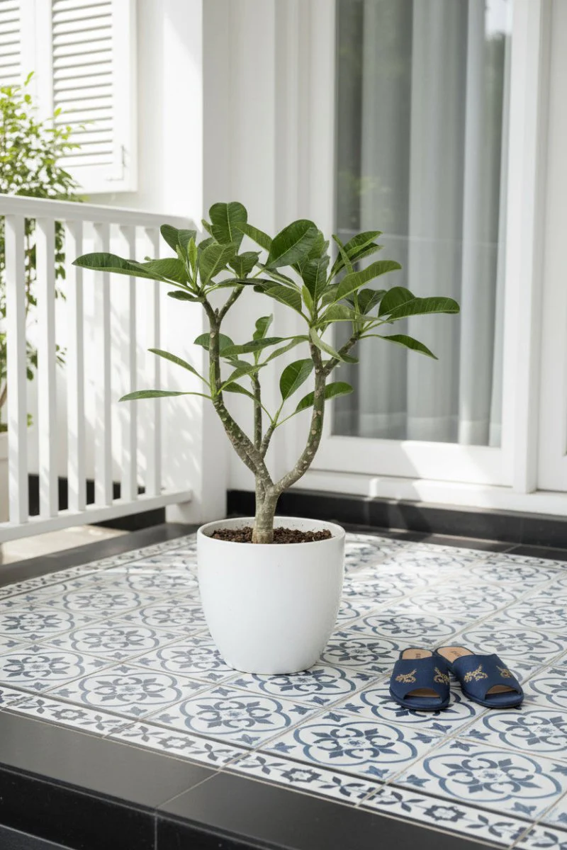 Frangipani Junior - Image 2
