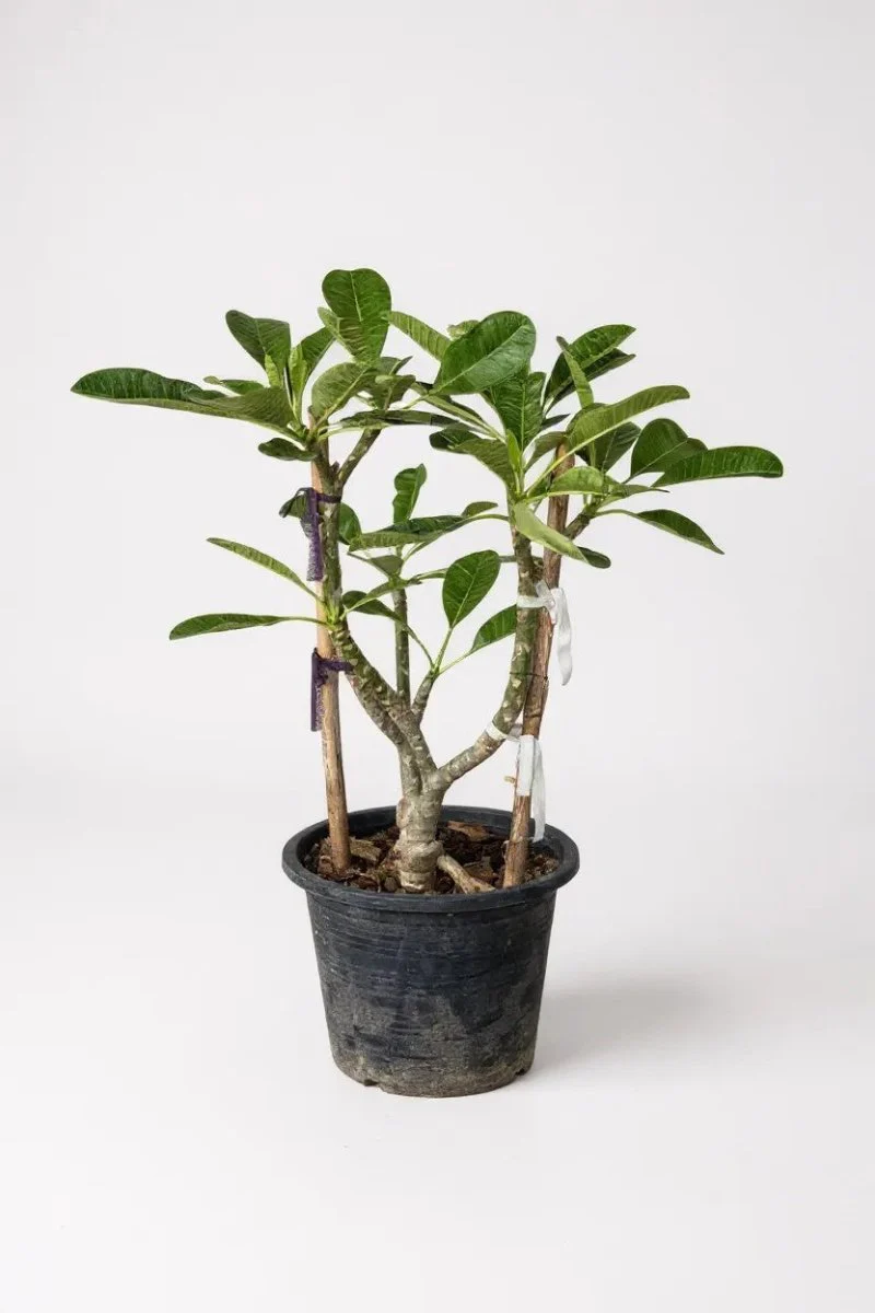 Frangipani Junior - Image 5