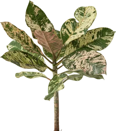 Frangipani Junior - Image 7
