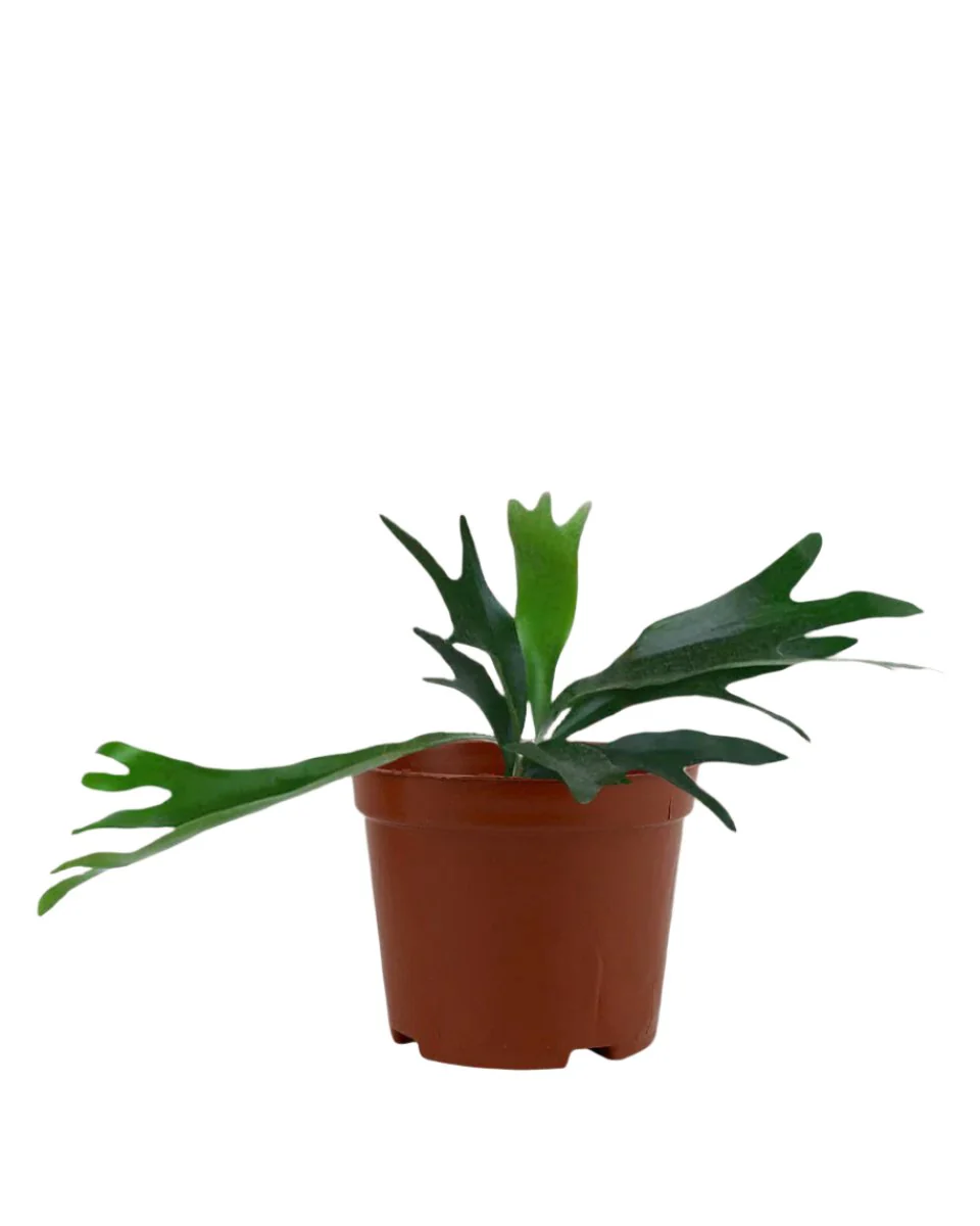 French Staghorn Fern - Image 10