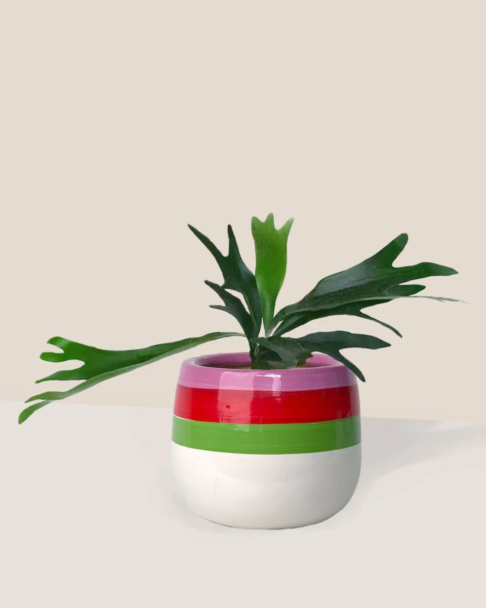 French Staghorn Fern - Image 3