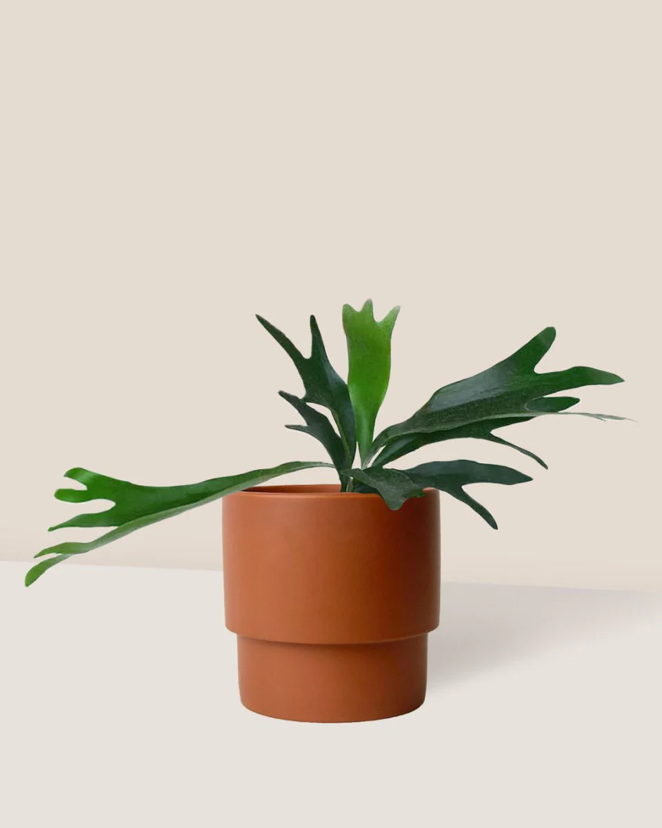 French Staghorn Fern - Image 4