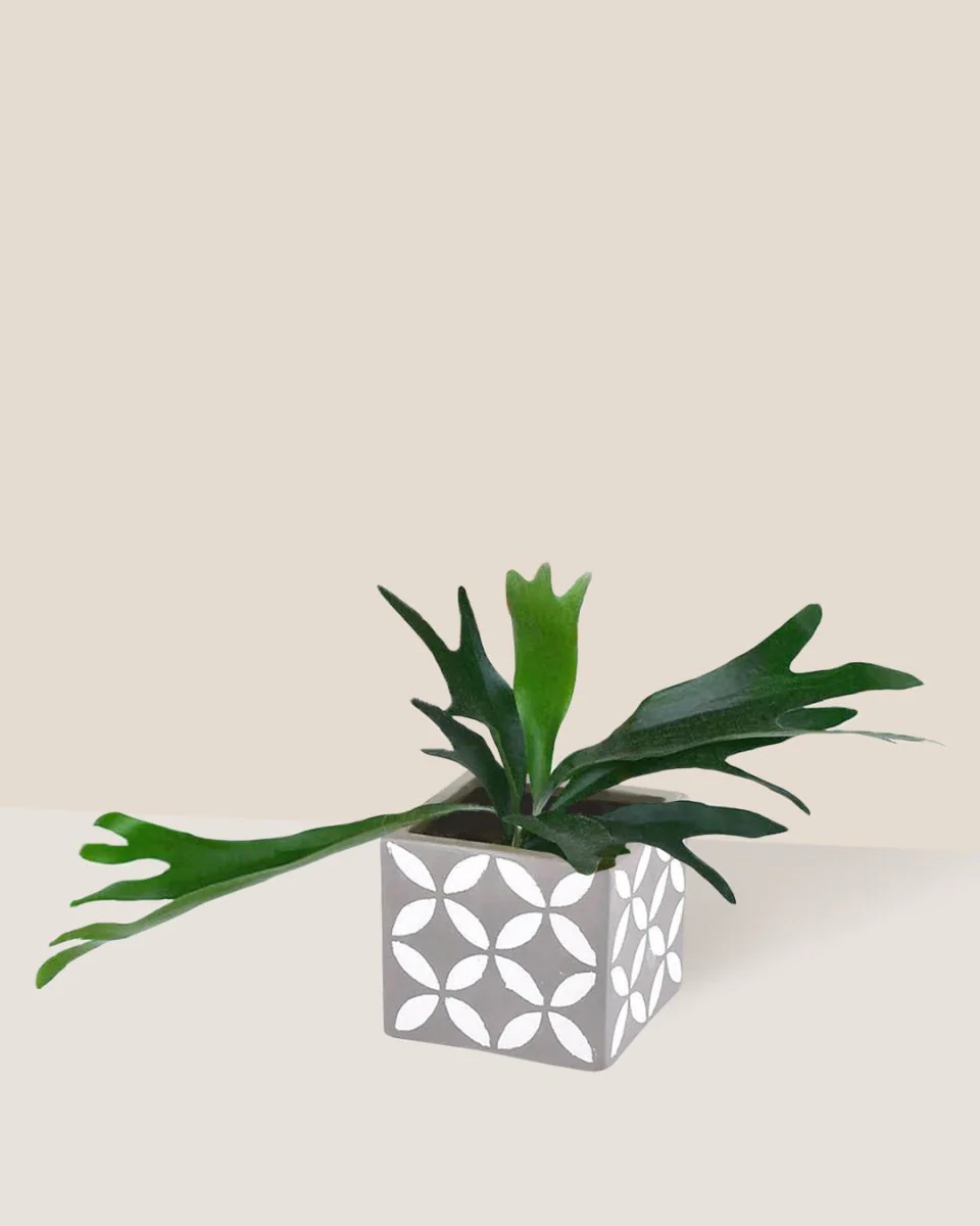 French Staghorn Fern - Image 5