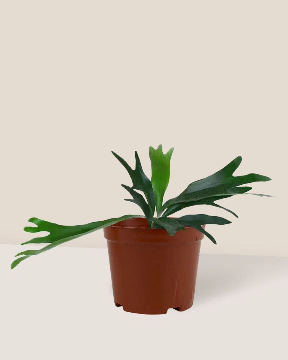 French Staghorn Fern - Image 6