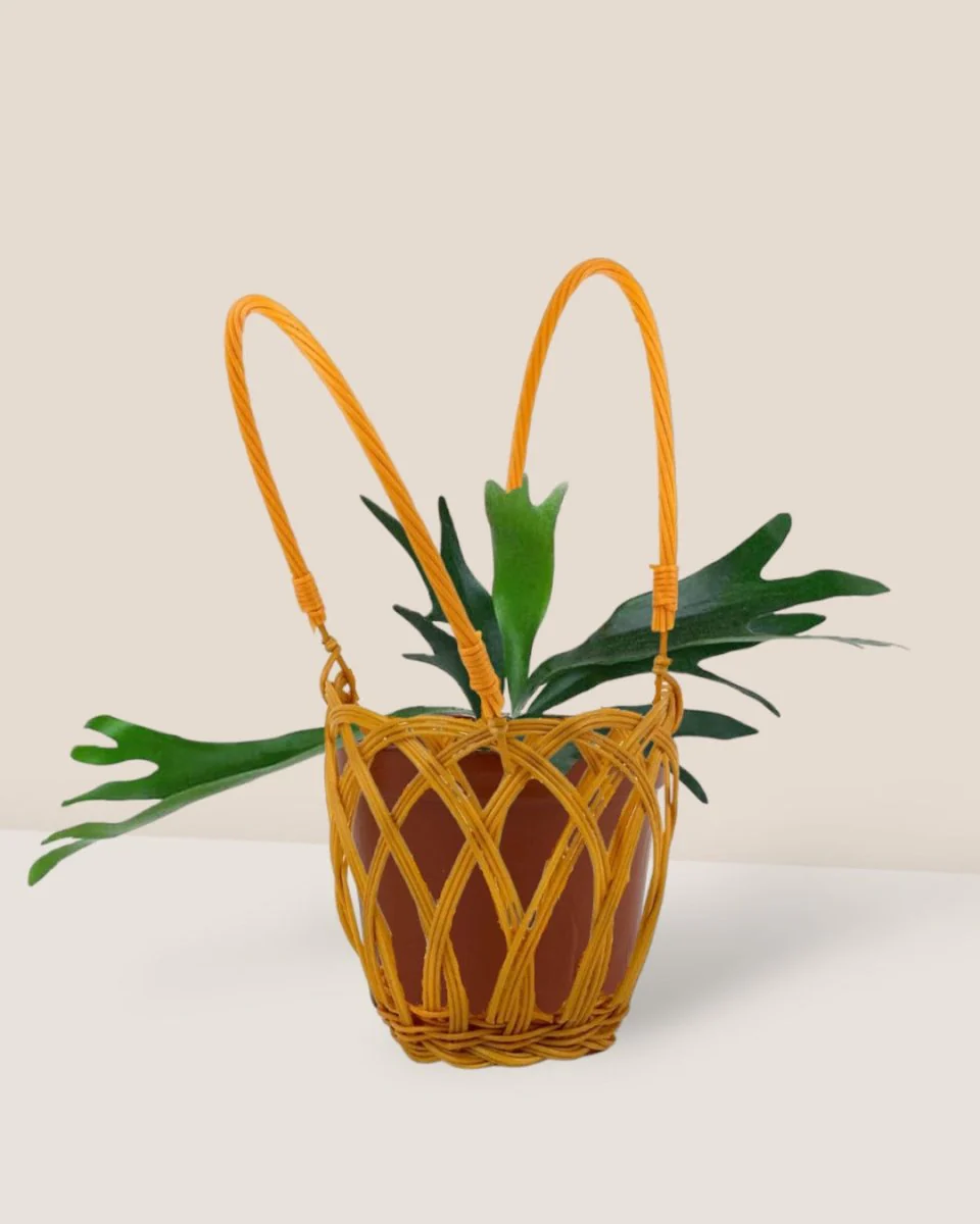 French Staghorn Fern - Image 7