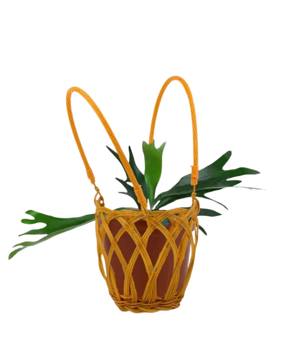 French Staghorn Fern - Image 9