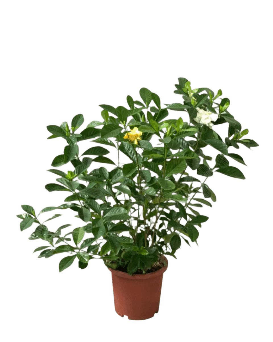 Gardenia Jasminoides - Image 10