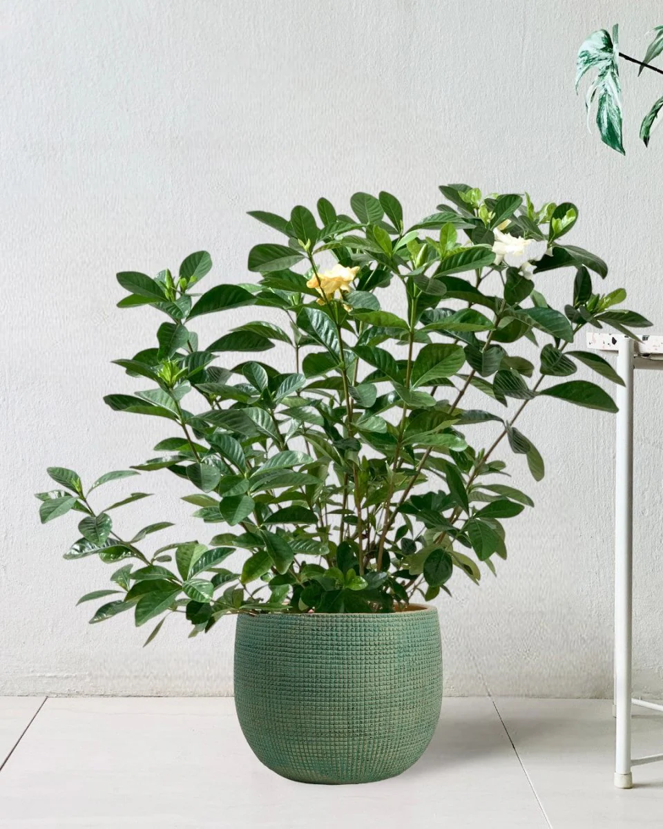 Gardenia Jasminoides - Image 3