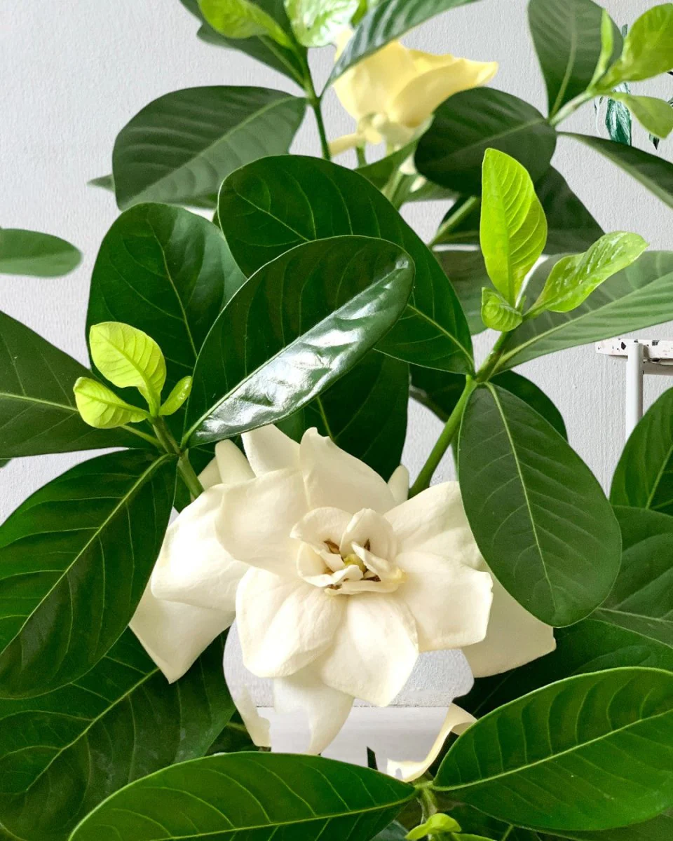 Gardenia Jasminoides - Image 4