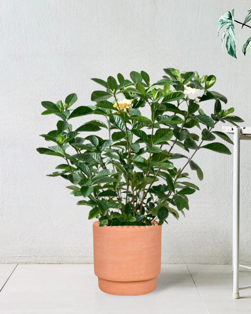 Gardenia Jasminoides - Image 5