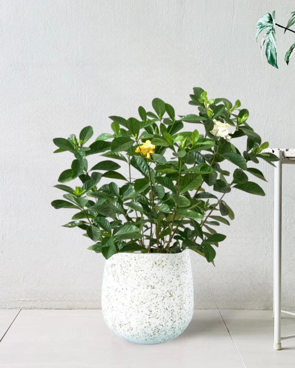 Gardenia Jasminoides - Image 6
