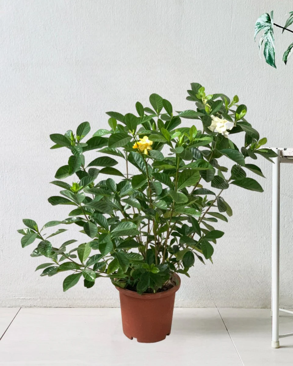 Gardenia Jasminoides - Image 7