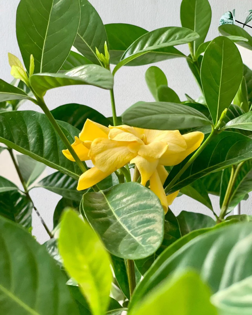 Gardenia Jasminoides - Image 8