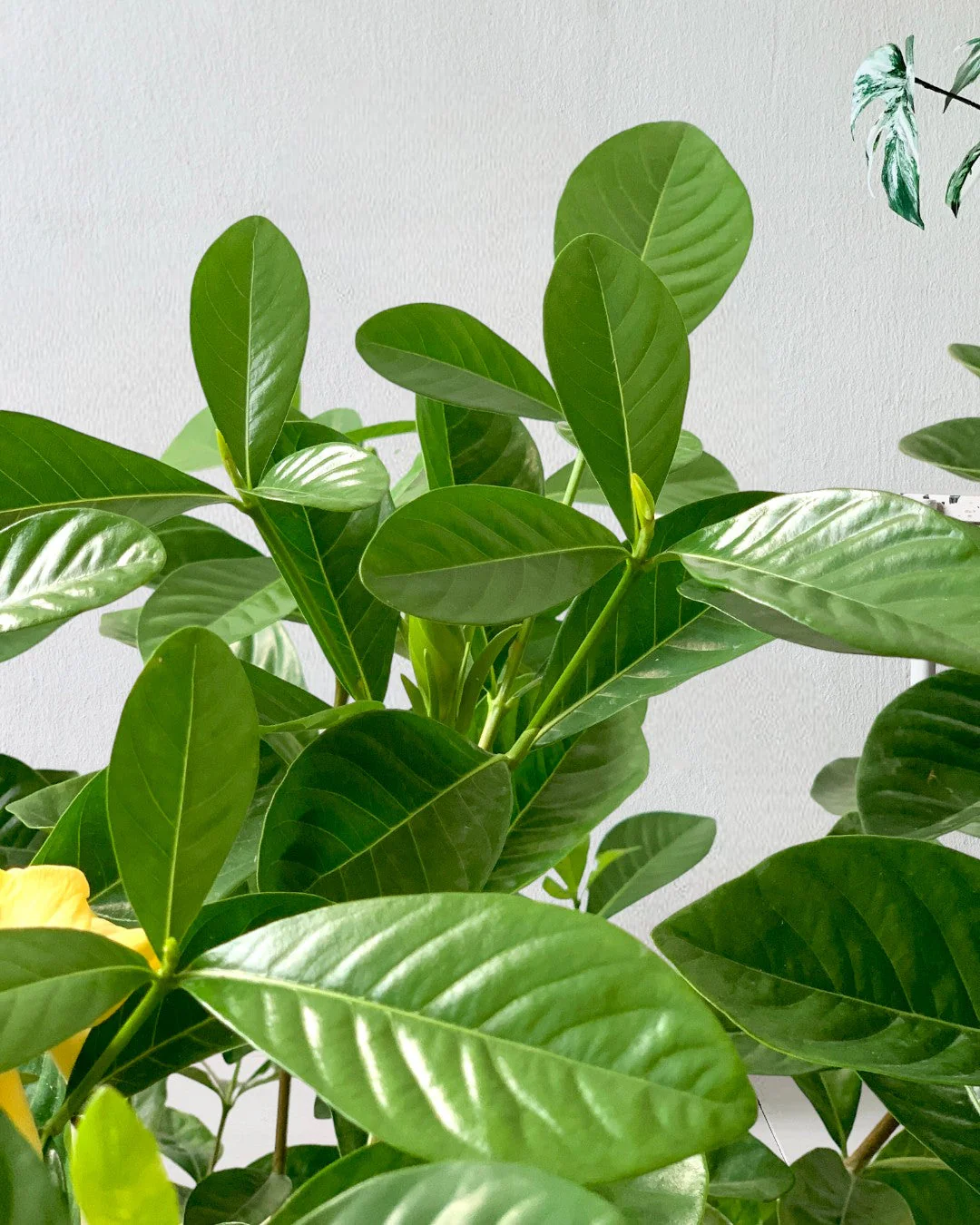 Gardenia Jasminoides - Image 9