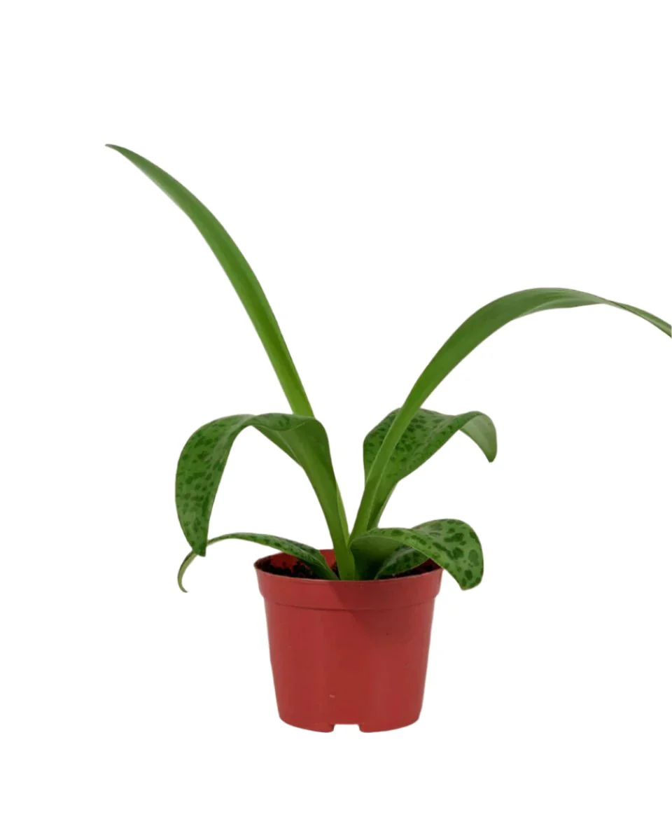 Giant Squill 'Drimiopsis Kirkii' - Image 11