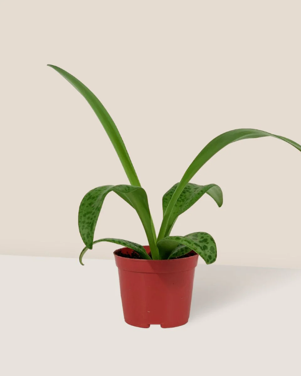 Giant Squill 'Drimiopsis Kirkii' - Image 6