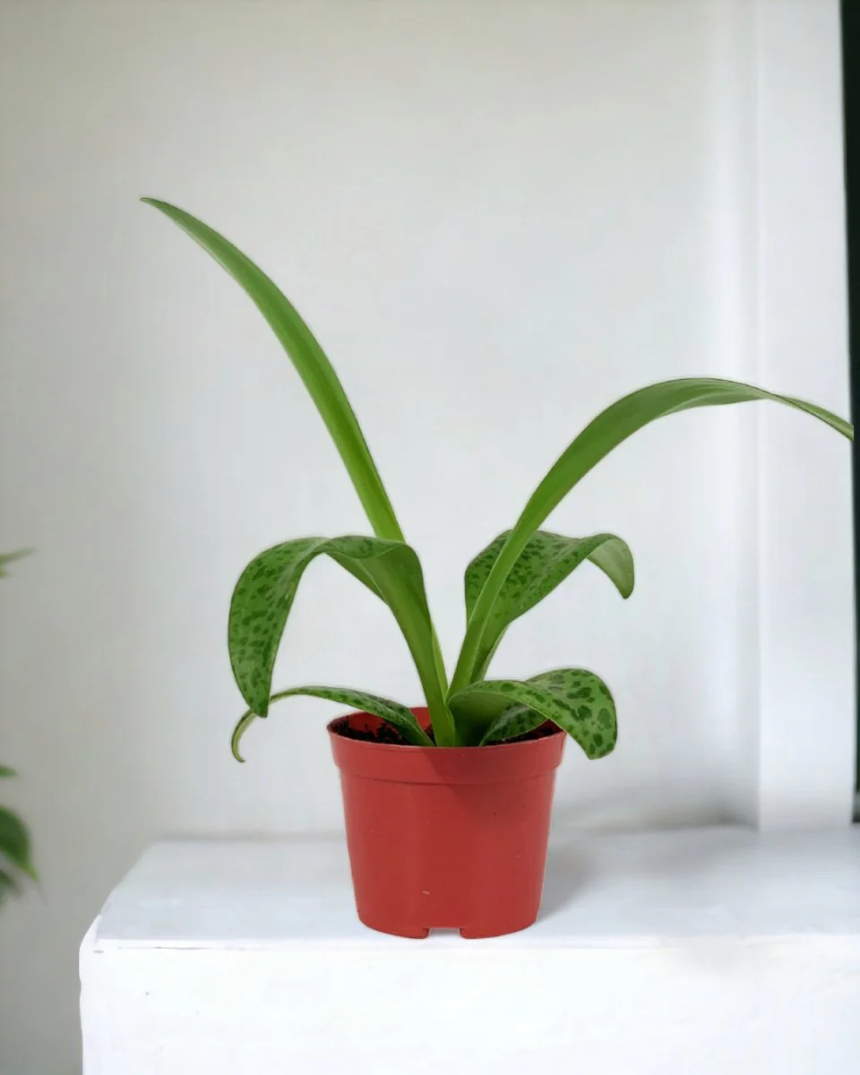 Giant Squill 'Drimiopsis Kirkii' - Image 7