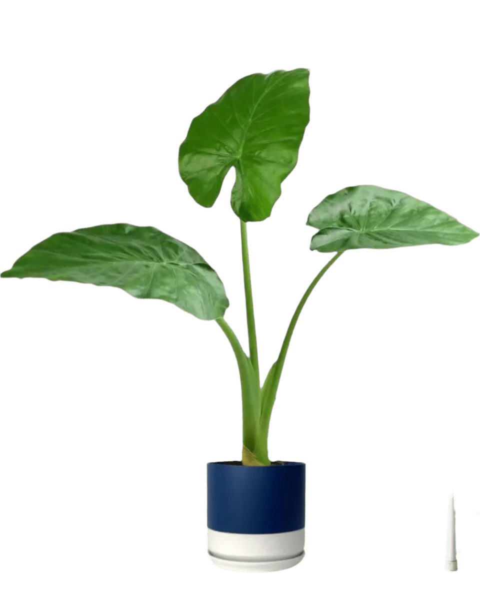 Giant Taro Large - Image 10