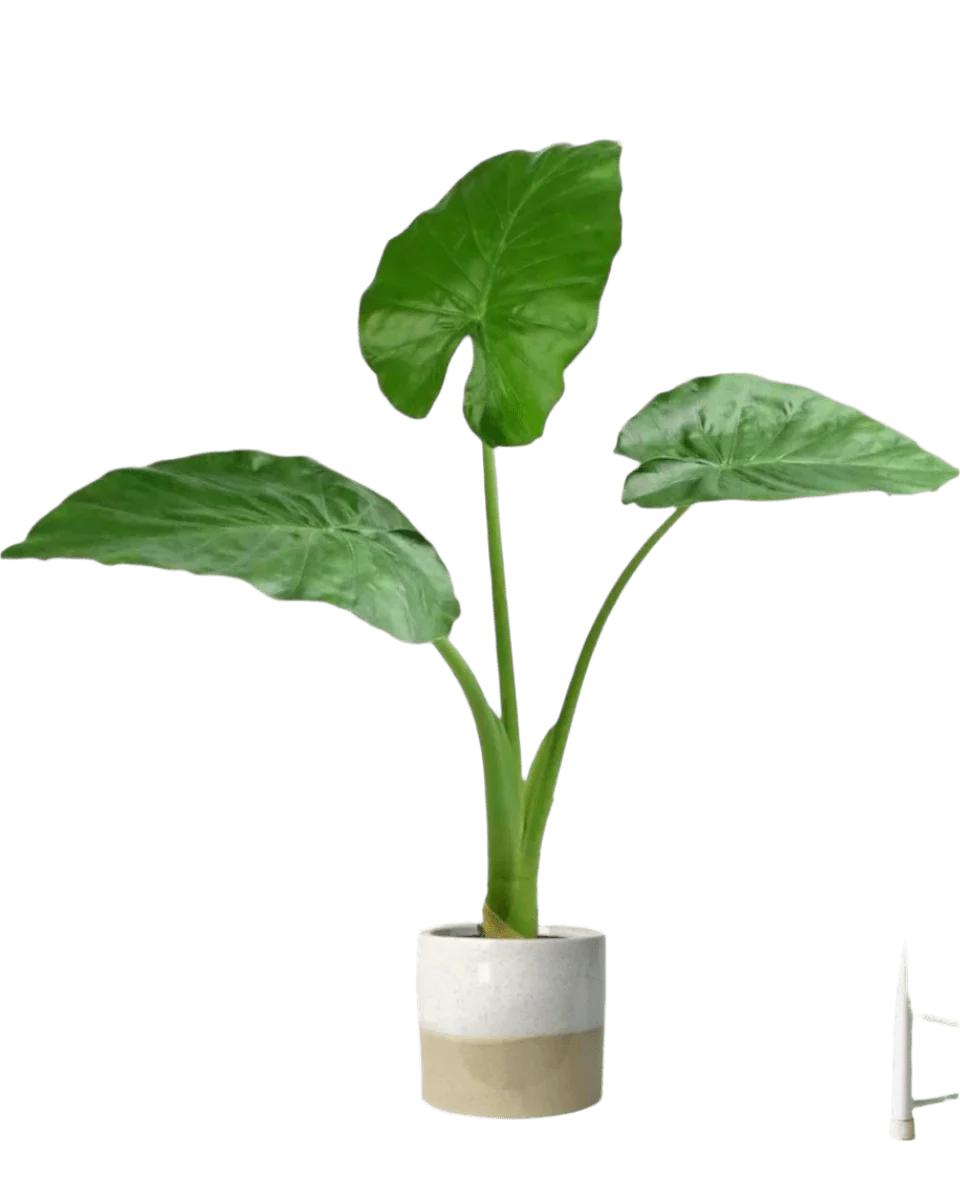 Giant Taro Large - Image 11