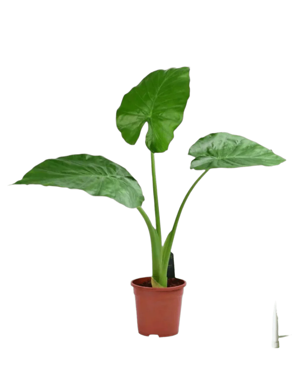 Giant Taro Large - Image 12