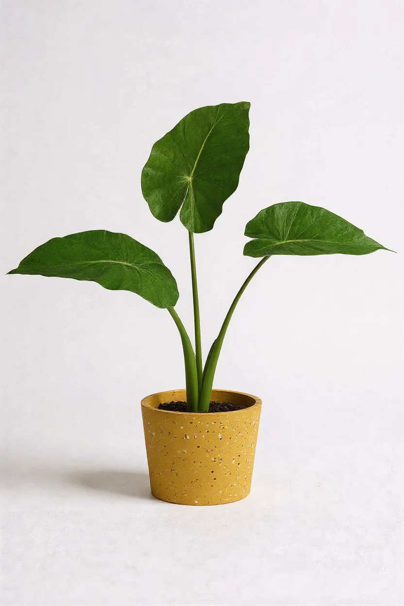 Giant Taro Large - Image 3