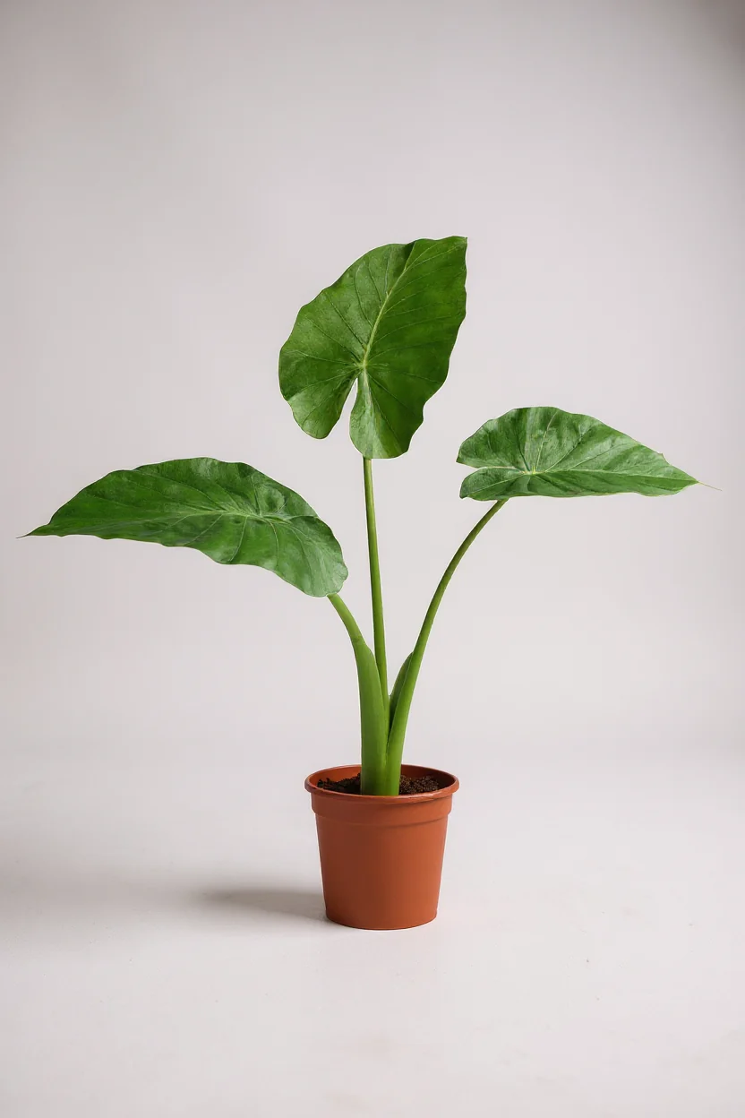 Giant Taro Large - Image 4