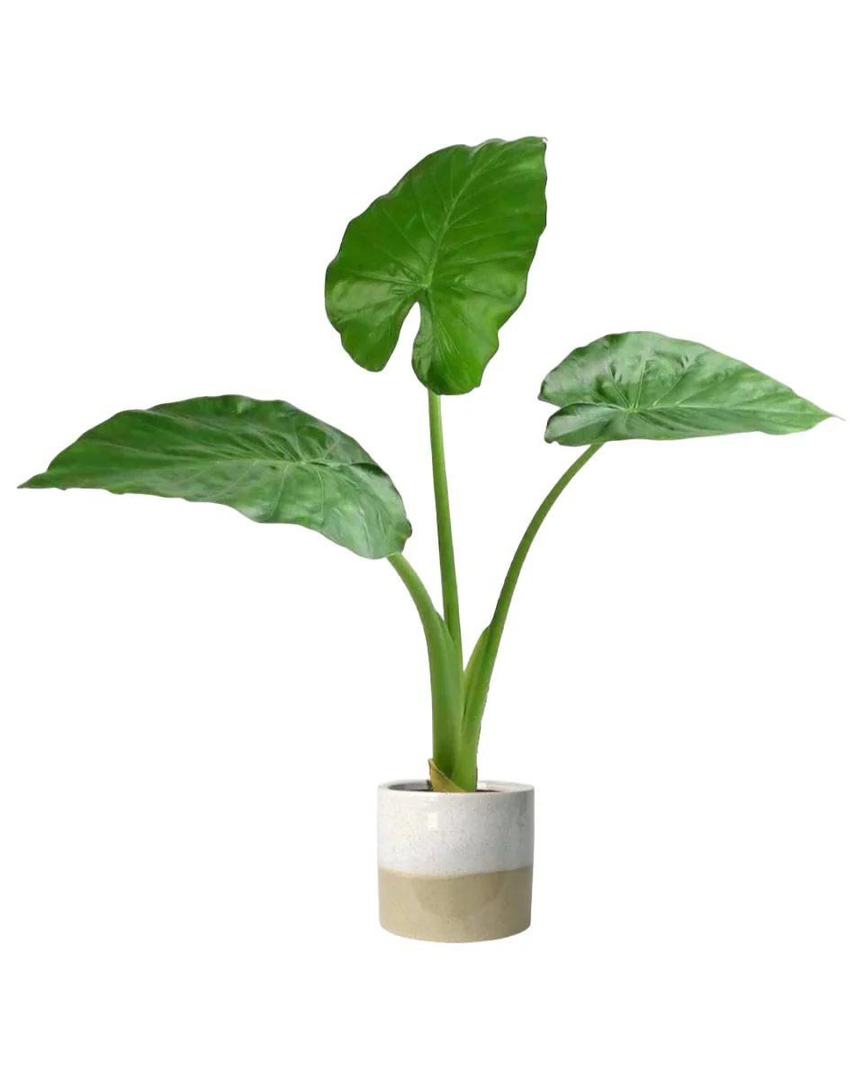 Giant Taro Large - Image 5