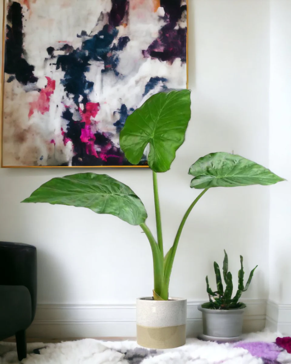 Giant Taro Large - Image 6