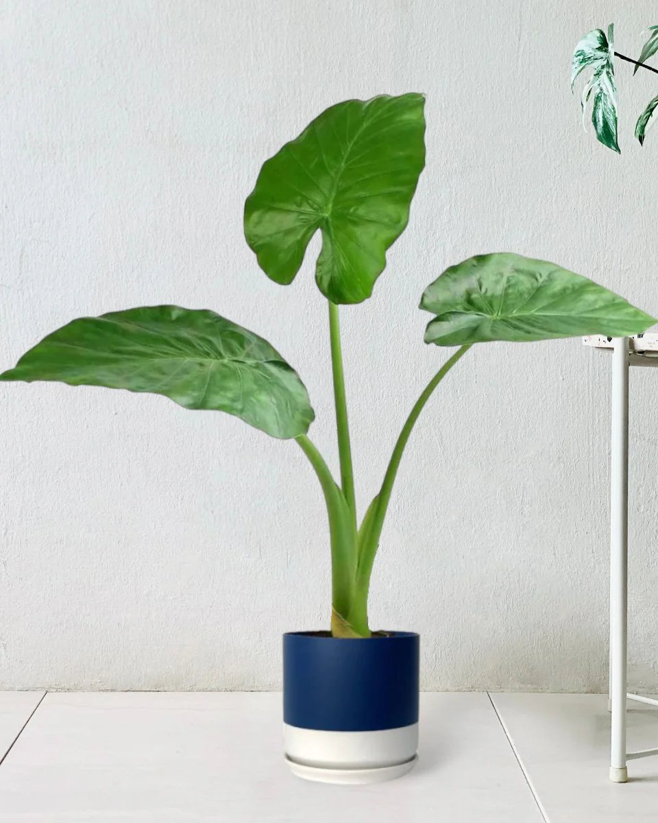 Giant Taro Large - Image 7