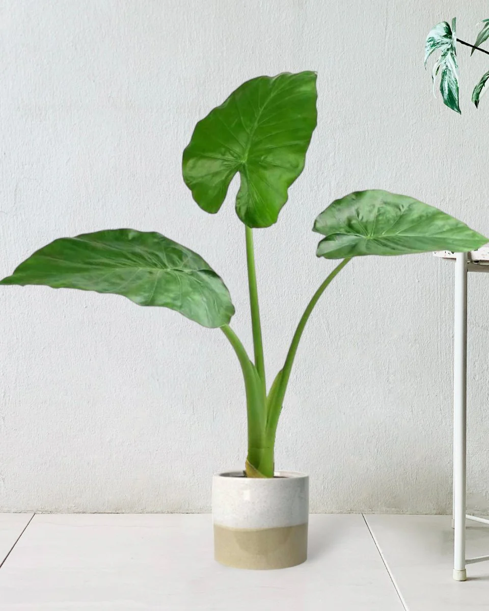 Giant Taro Large - Image 8