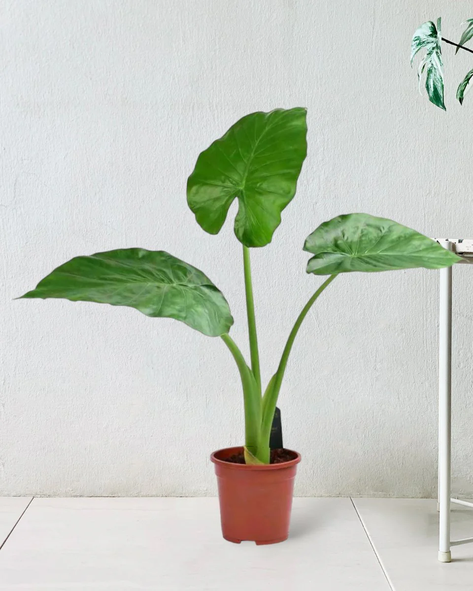 Giant Taro Large - Image 9