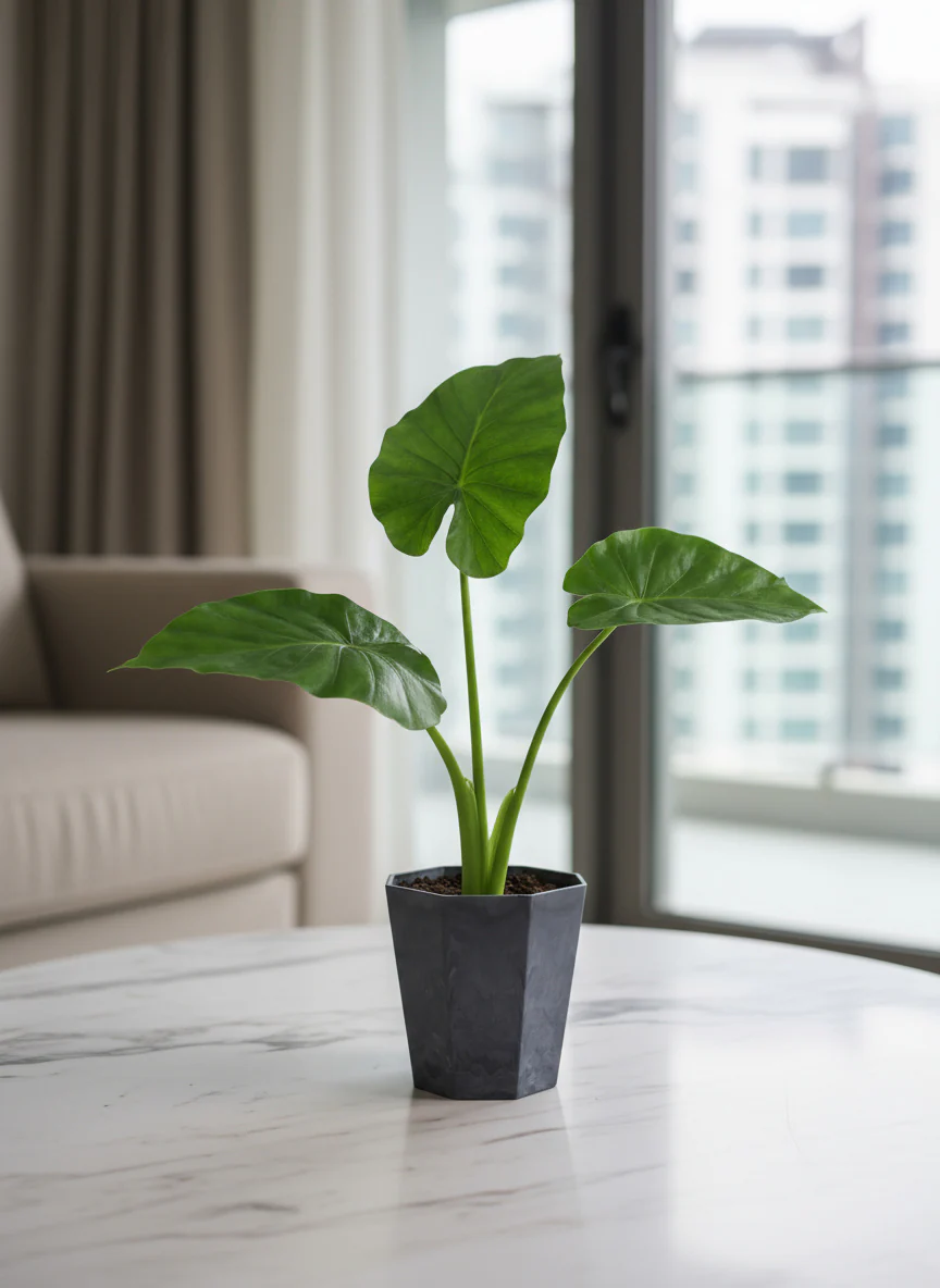 Giant Taro Medium - Image 5