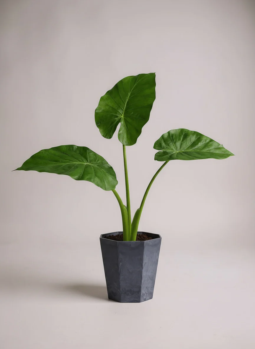Giant Taro Medium - Image 6