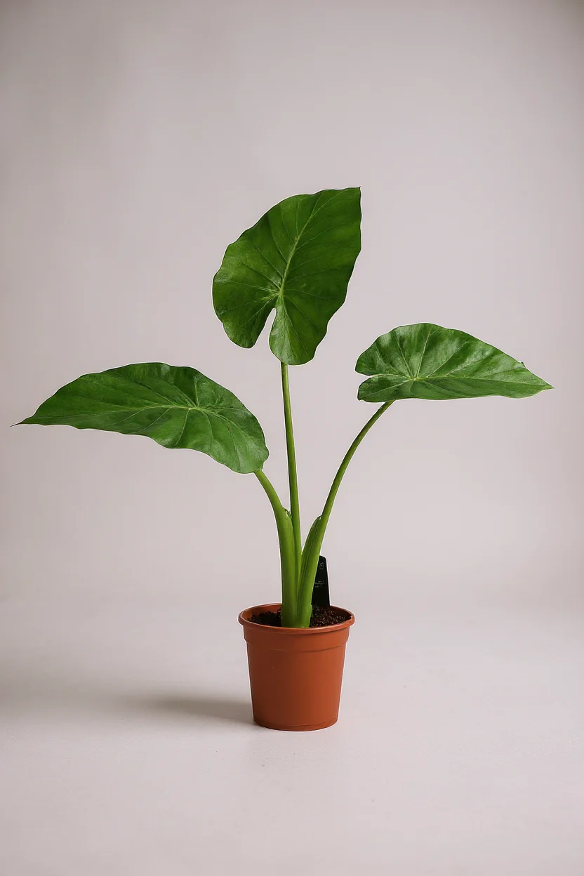 Giant Taro Medium - Image 7