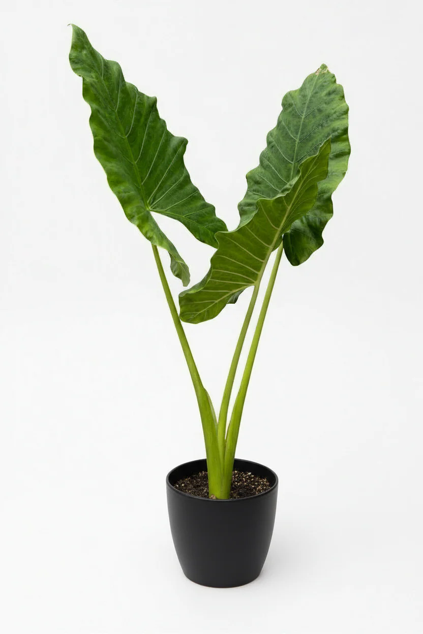 Giant Taro XL - Image 3