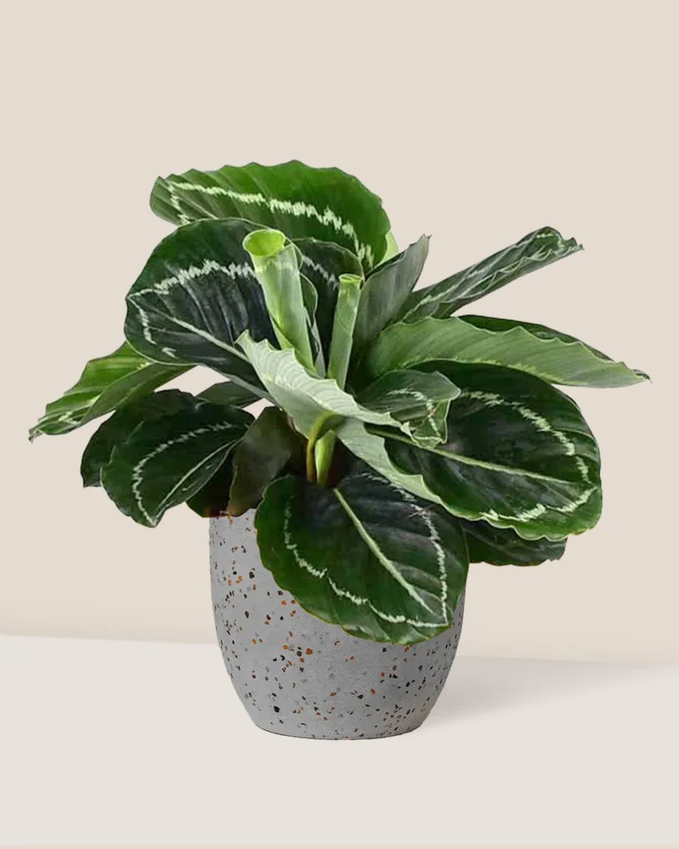 Calathea Roseopicta Green - Image 3