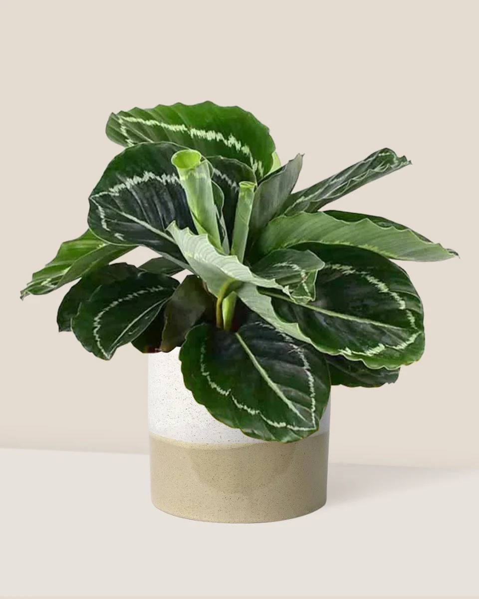 Calathea Roseopicta Green - Image 4