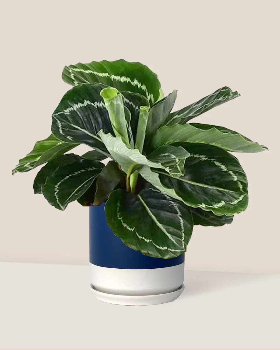 Calathea Roseopicta Green - Image 5