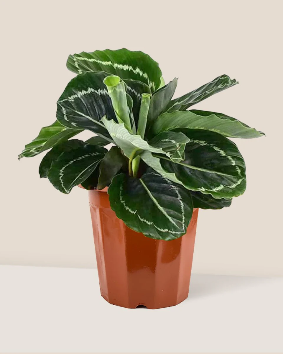 Calathea Roseopicta Green - Image 6