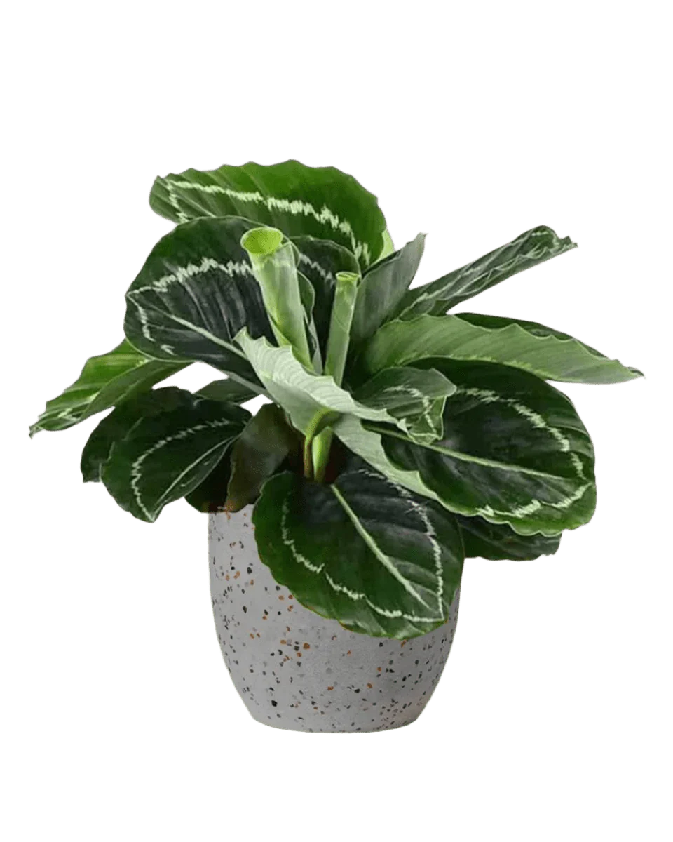 Calathea Roseopicta Green - Image 7