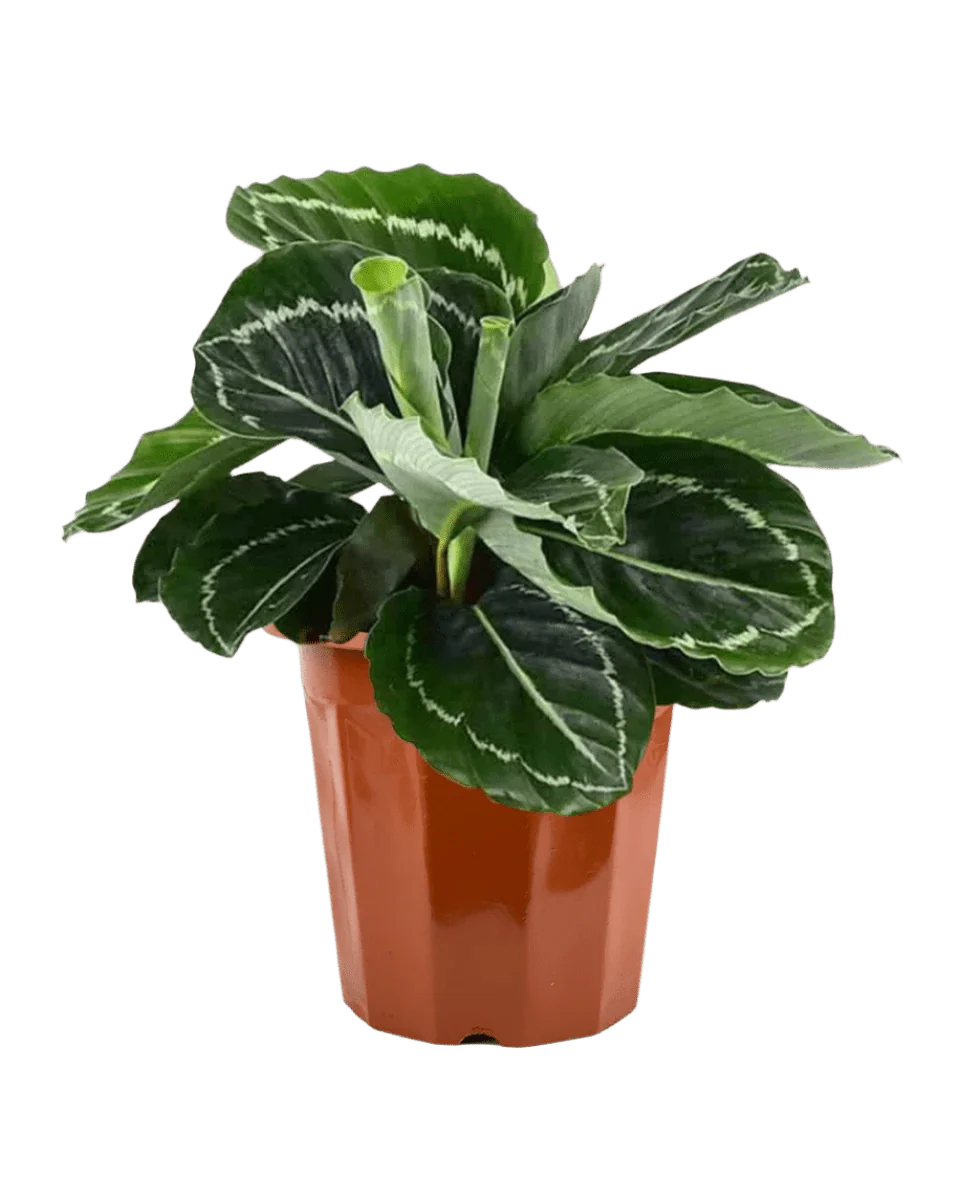 Calathea Roseopicta Green - Image 8