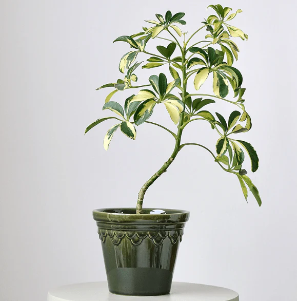 Glossy Ceramic Scale - S - Image 5