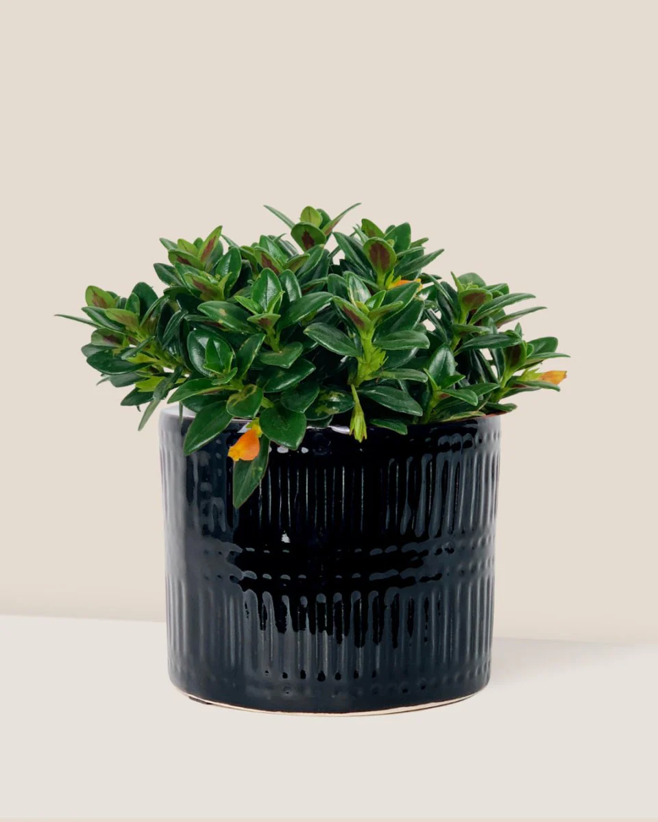 Goldfish Plant - Nematanthus - Image 10