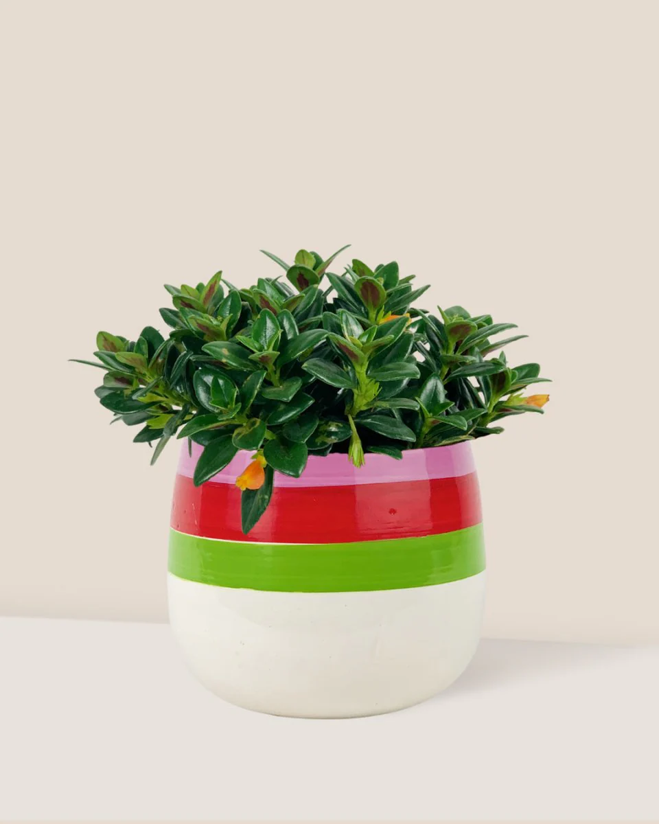 Goldfish Plant - Nematanthus - Image 11