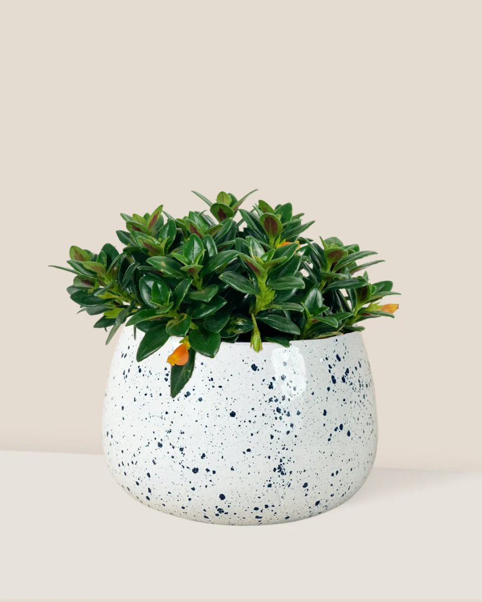 Goldfish Plant - Nematanthus - Image 12