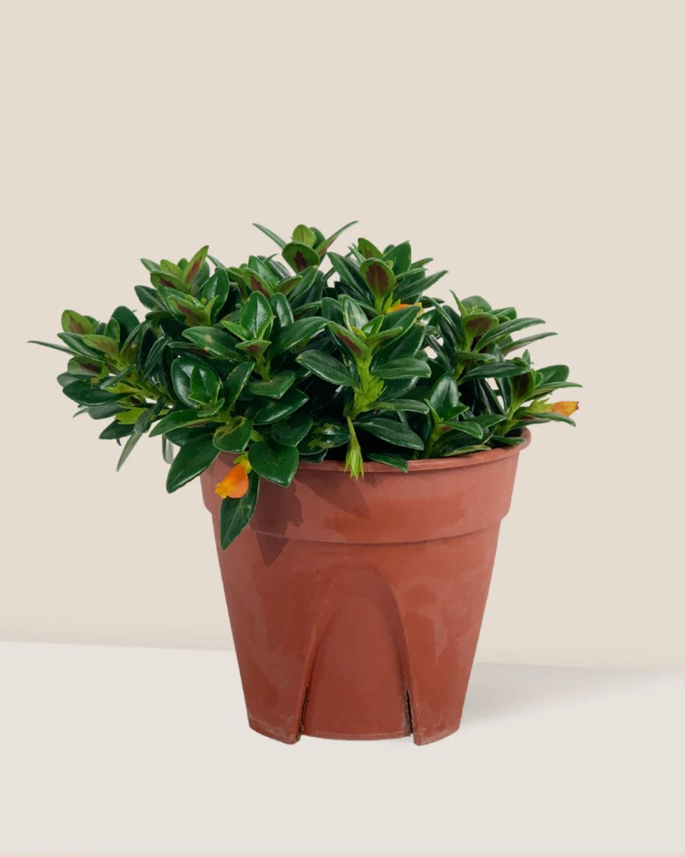 Goldfish Plant - Nematanthus - Image 13