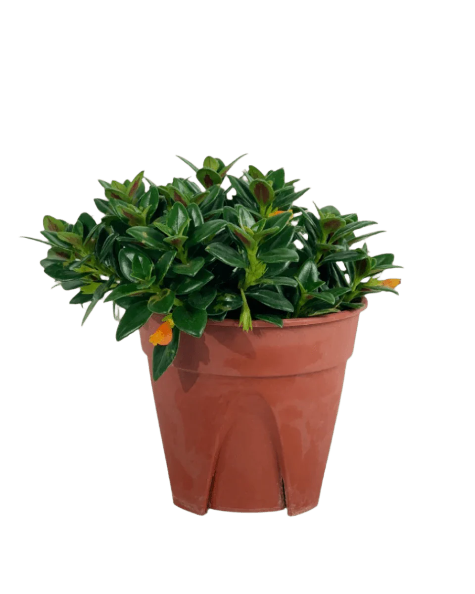 Goldfish Plant - Nematanthus - Image 15