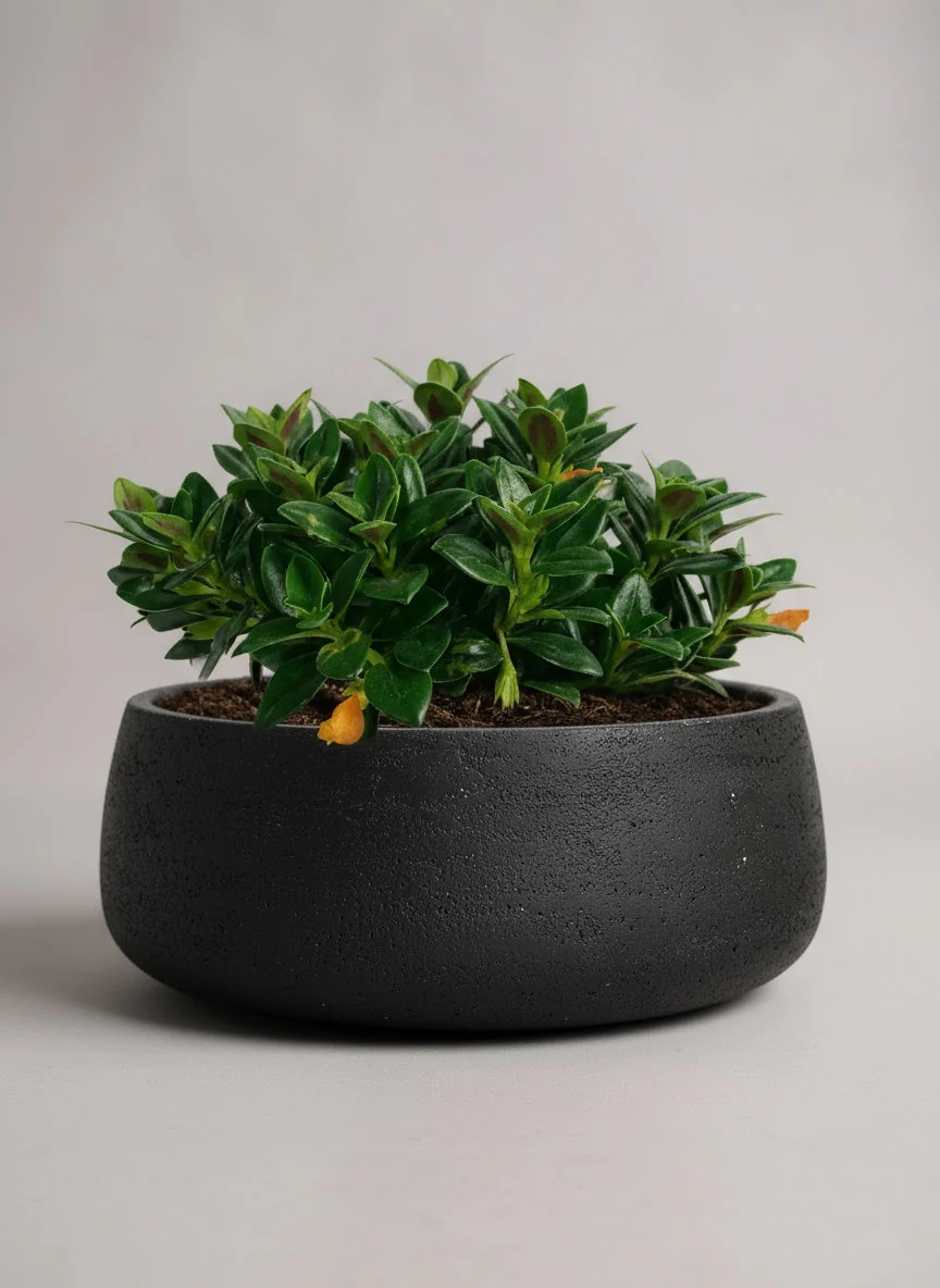 Goldfish Plant - Nematanthus - Image 6